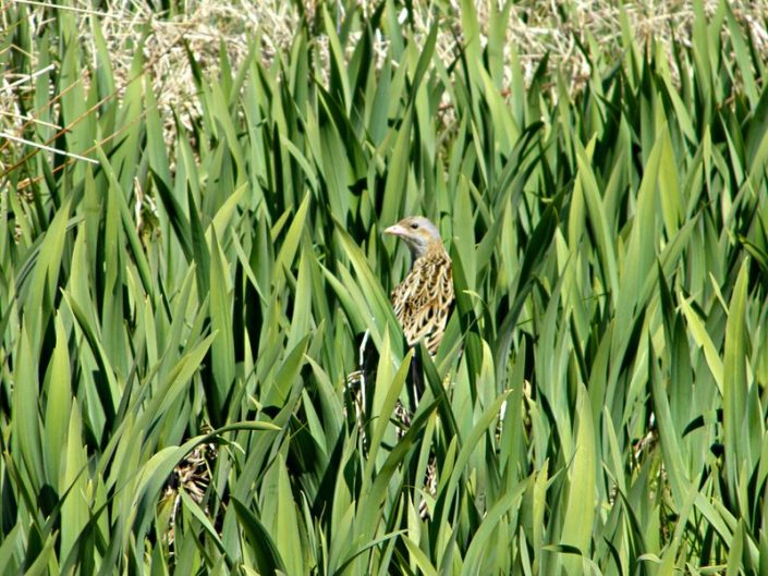 Rare Birds, Outer Hebrides