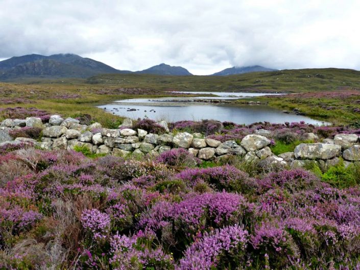 Heather, South Uist