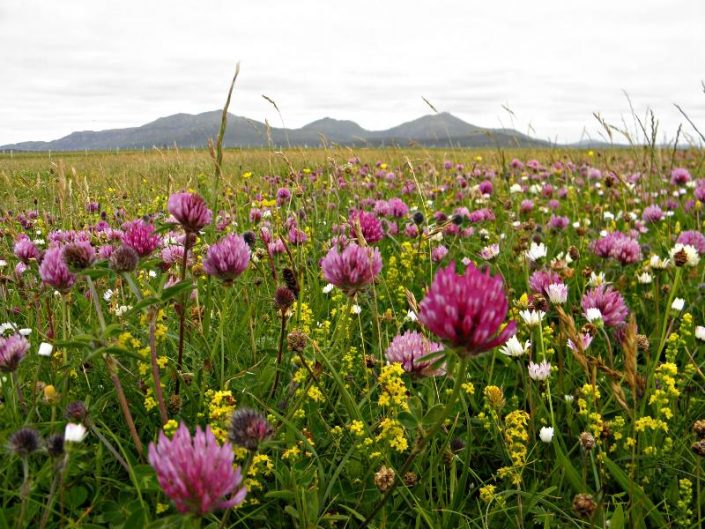 wild flowers in bloom, Uists