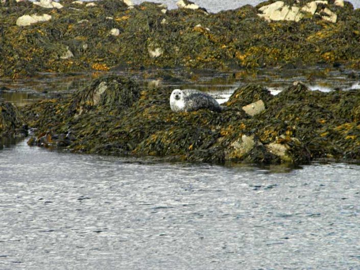 Wildlife Outer Hebrides